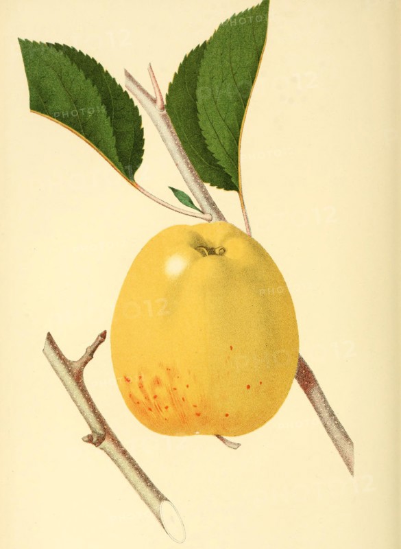 Apple Of The Variety The Porter Apple