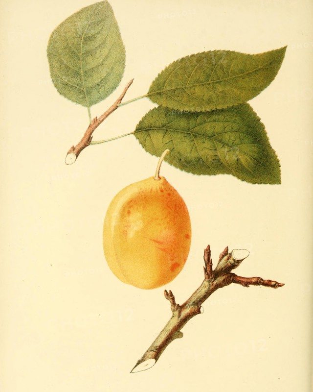 Coe'S Golden Drop Plum Variety