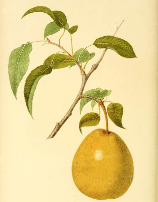 Pear Of The Heathcote Pear Variety