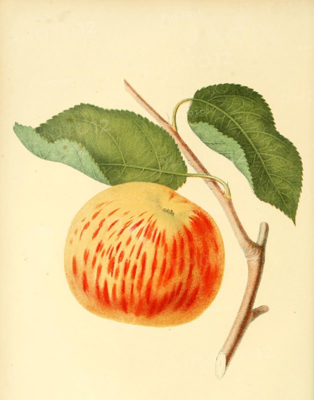 Apple Of The Variety The Gravenstein Apple