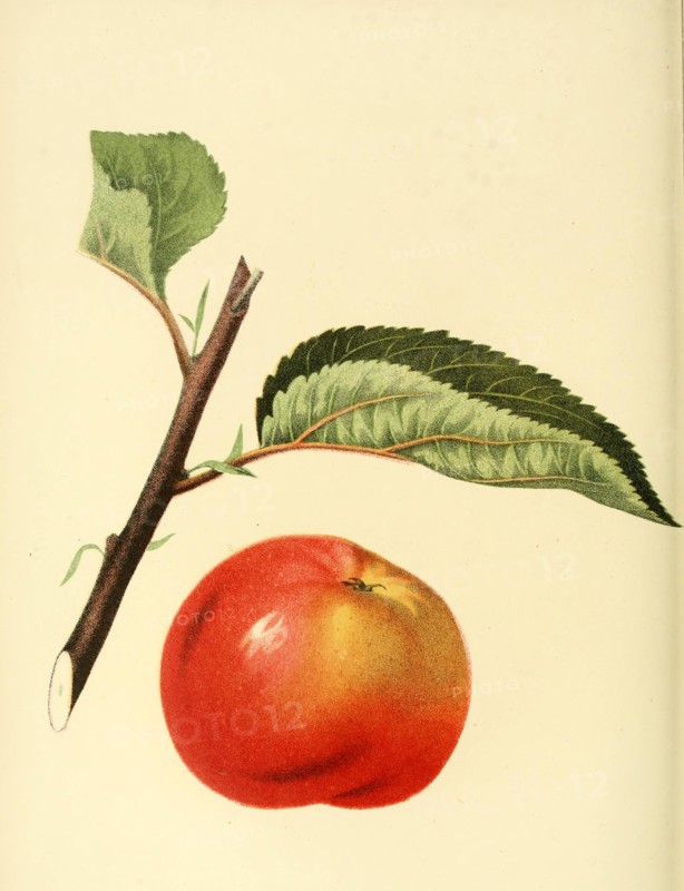 Apple Of The Manomet Apple Variety