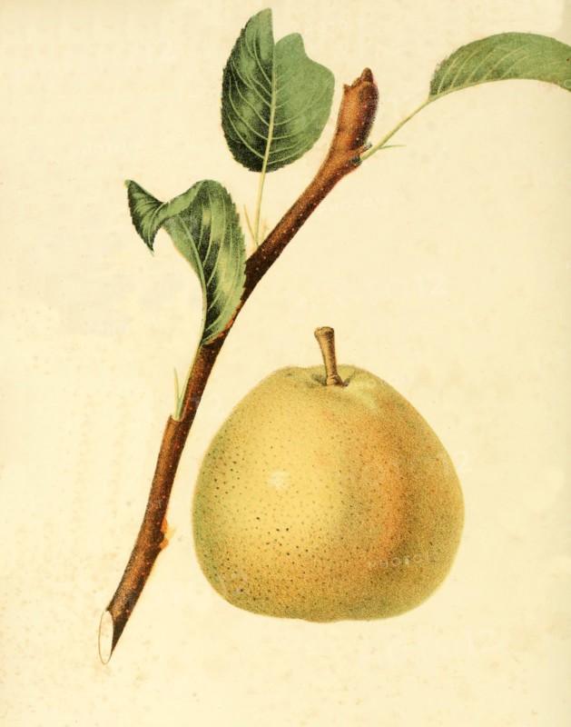 Pear Of The Gansells Bergamot Pear Variety