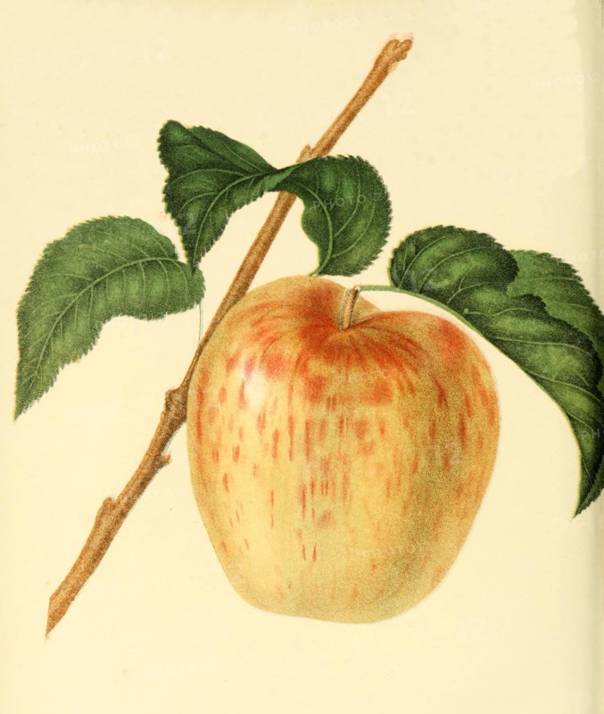 Apple Of The Minister Apple Variety