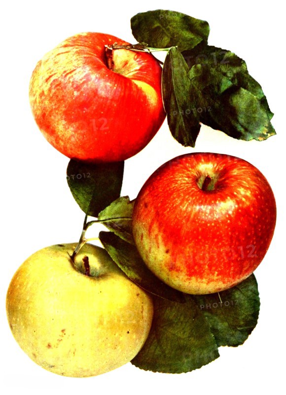 Variety Apples: 1. Red Astrakhan