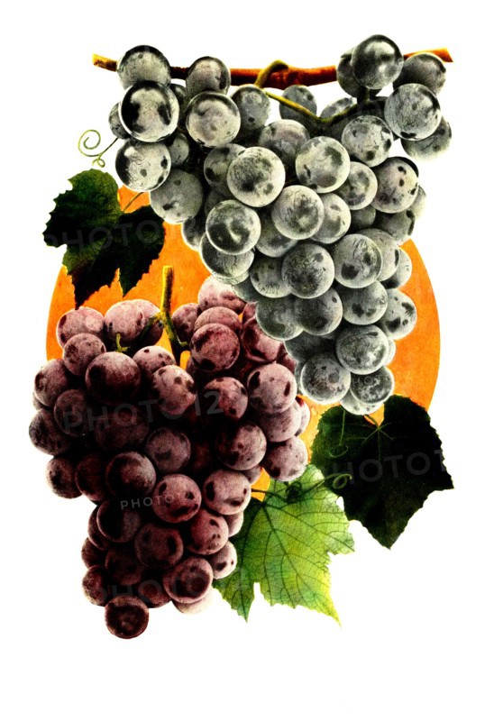 Grape Variety: 1. Moore'S Early