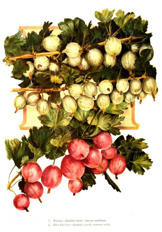 Gooseberry Variety: 1. Pearl