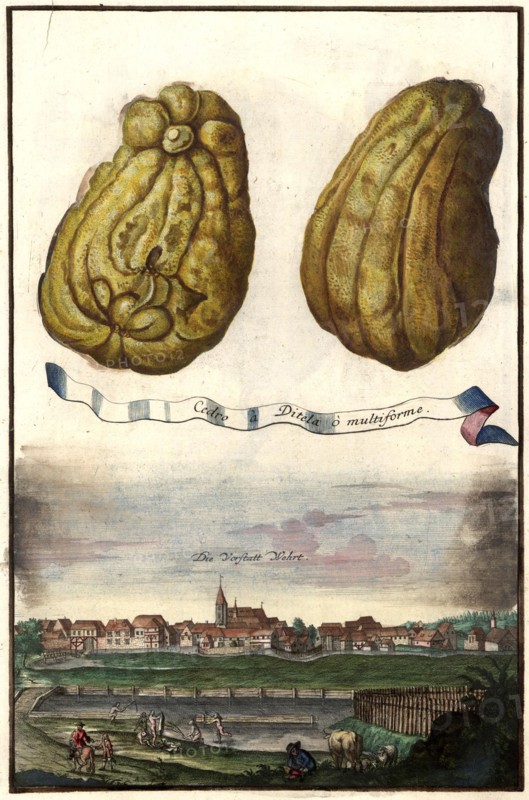 Cedro A Ditela O Multiforme And They Defend Suburb