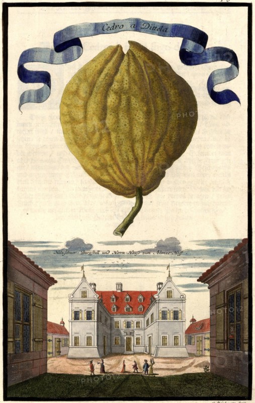 Cedro A Dittela And Wooden Shoe