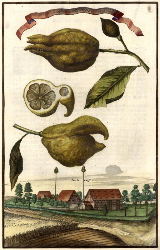 Limon Zatelle And The Ebertzhof