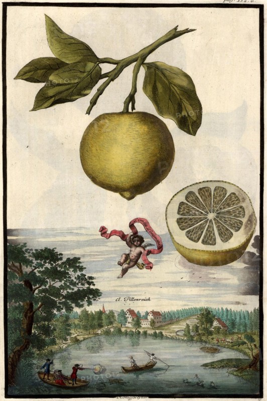 Limea Limonata And Pillenreuth
