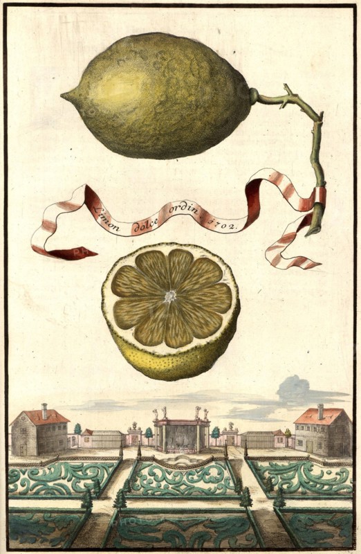 Limon Dolce Ordin And Garden Landscape