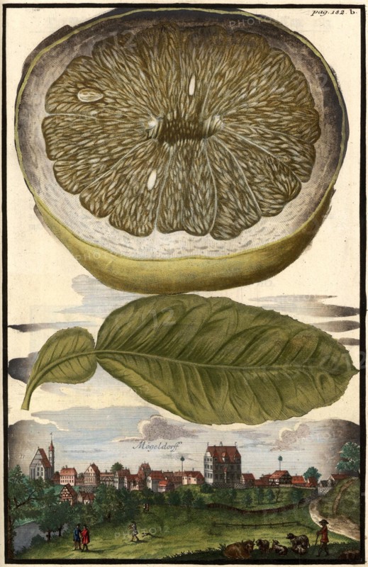 Lemon And Mögeldorf