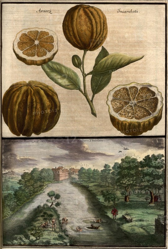 Aranzi Incanelati And A View Of The Pegnitz Near The Hallertor