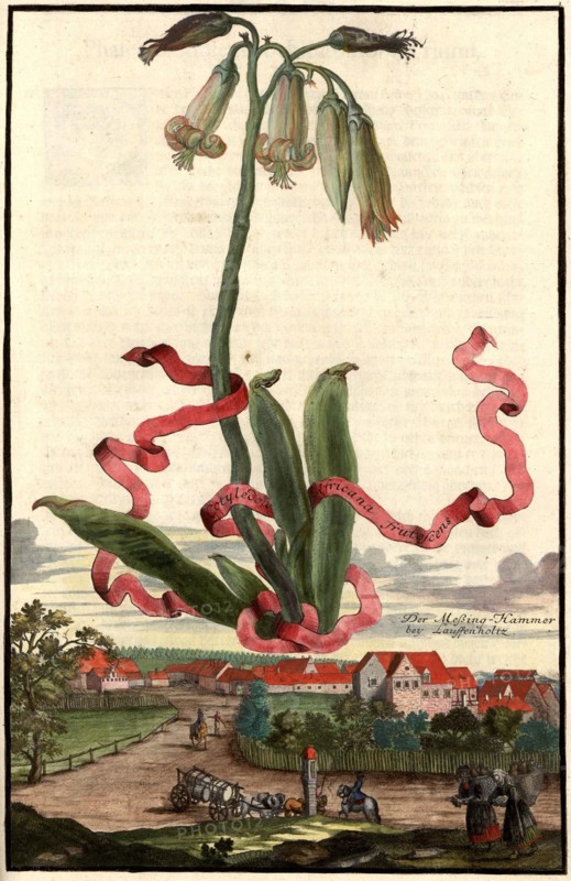 Cotyledon Africana Frutescens And The Brass Hammer Near Lauffenholz