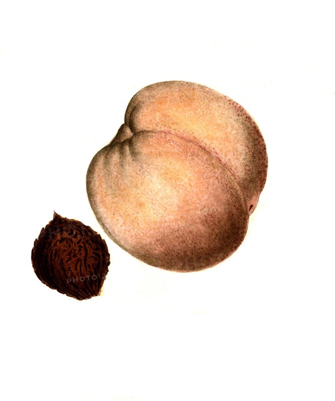 Peach Of The Jane Peach Variety
