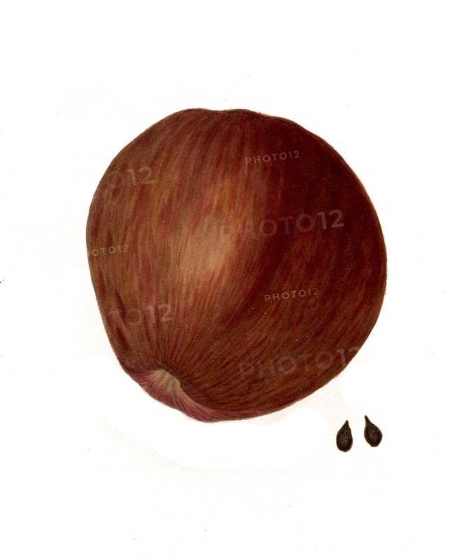 Northern Spy Apple