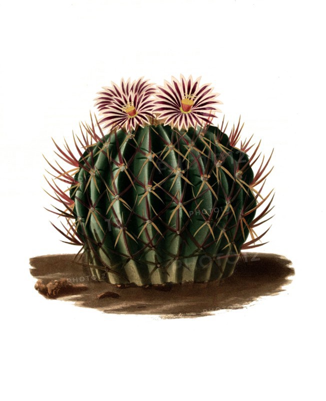 Stenocactus Coptonogonus Is A Species Of Plant In The Genus Stenocactus In The Cactus Family