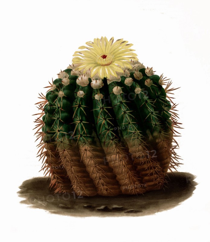 Parodia Erinacea Is A Species Of Plant In The Genus Parodia In The Cactus Family