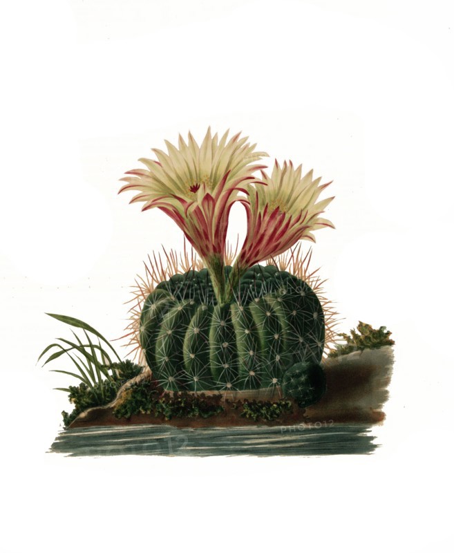 Parodia Concinna Is A Species Of Plant In The Genus Parodia In The Cactus Family