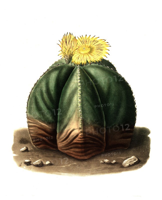 Bishop'S Cap (Astrophytum Myriostigma) Is A Species Of The Genus Astrophytum In The Cactus Family