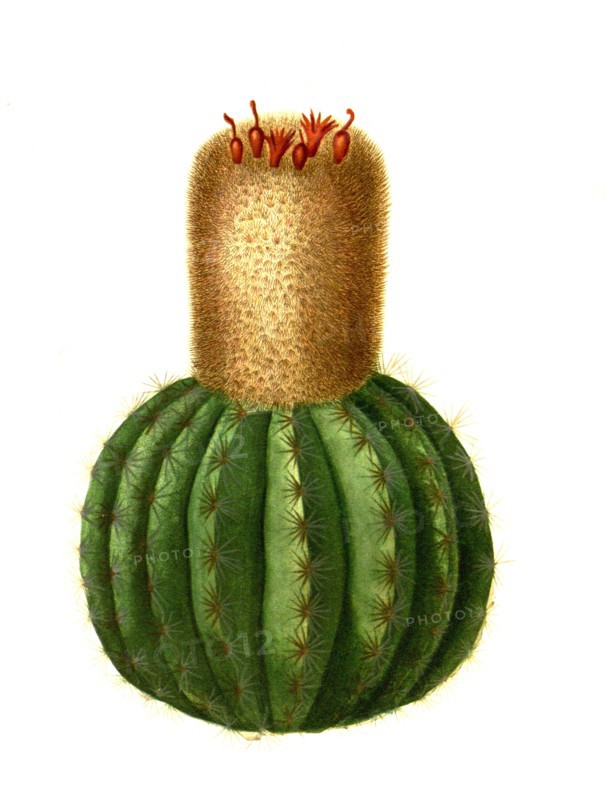 Melocactus Communis