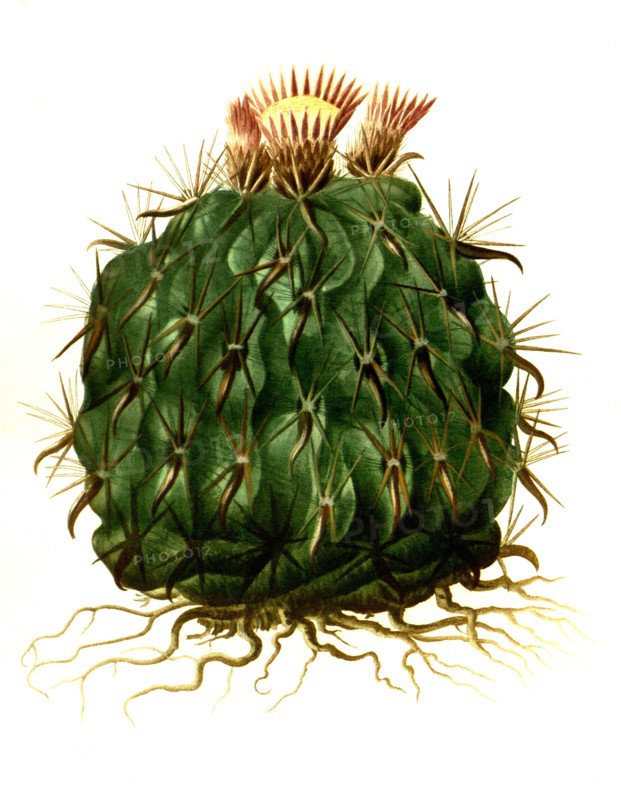 Echinocactus Cornigerus Var. Flavispinus