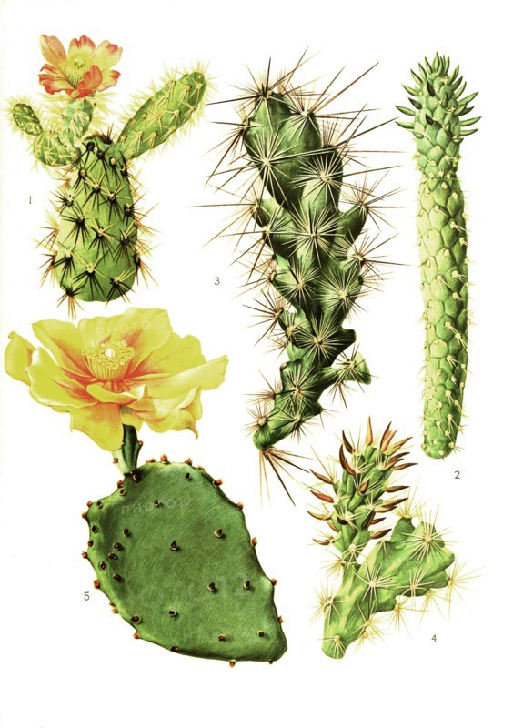1. Opuntia Burrageana