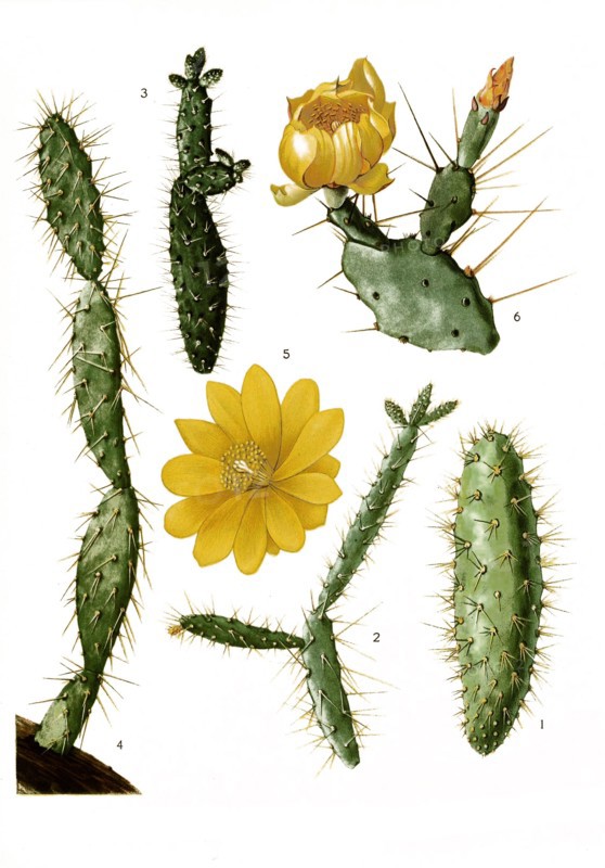 1. Opuntia Pascoensis