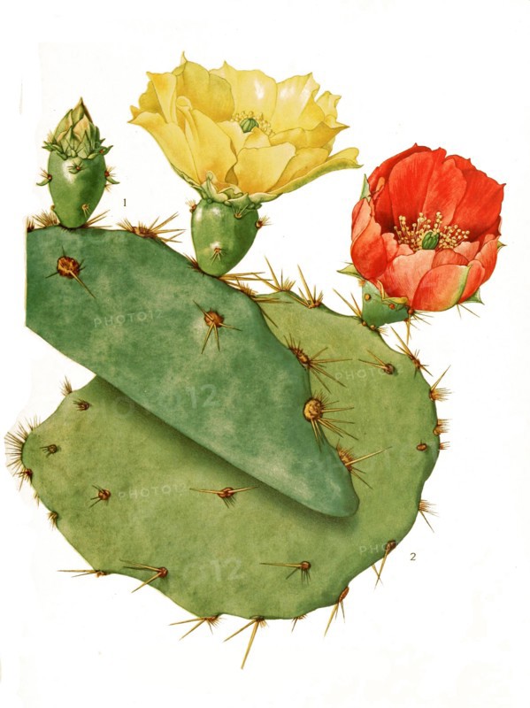 Opuntia Lindheimeri