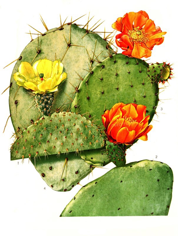 1. Opuntia Leucotricha