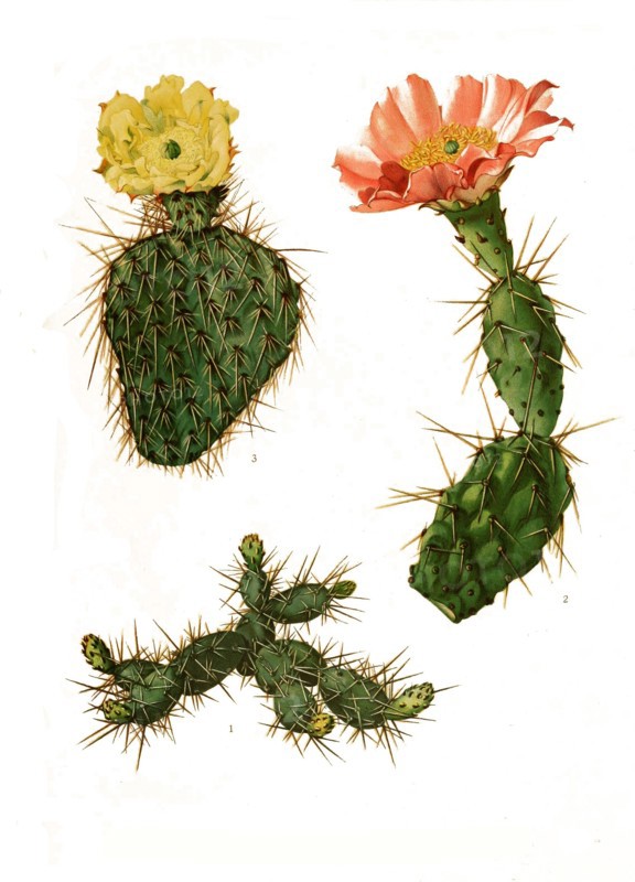 1. Opuntia Fragilis