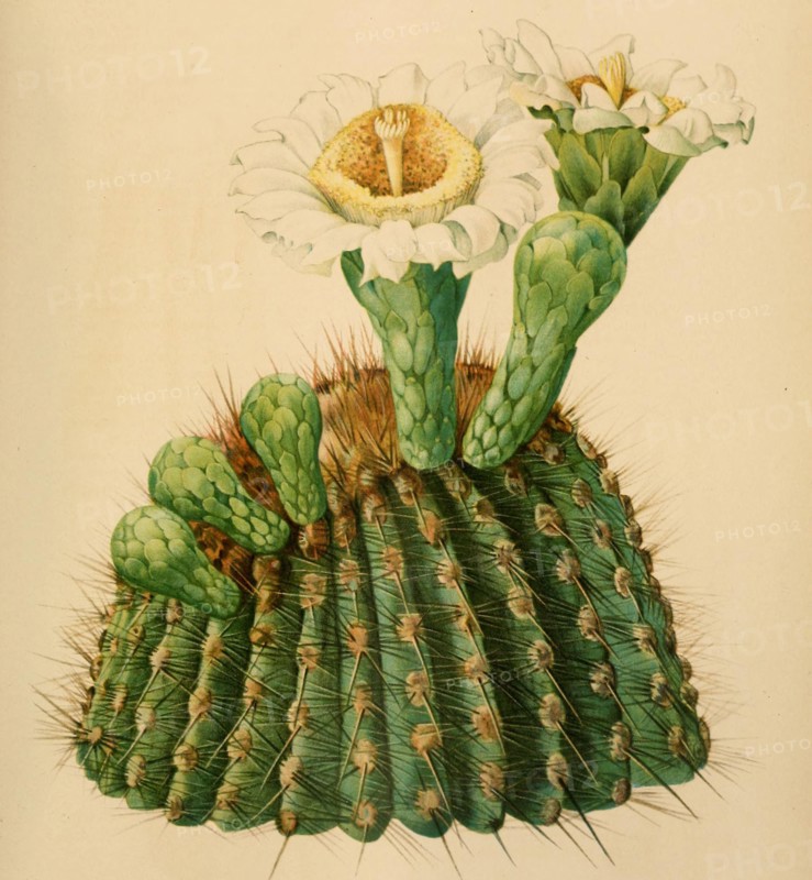 Carnegiea Gigantea