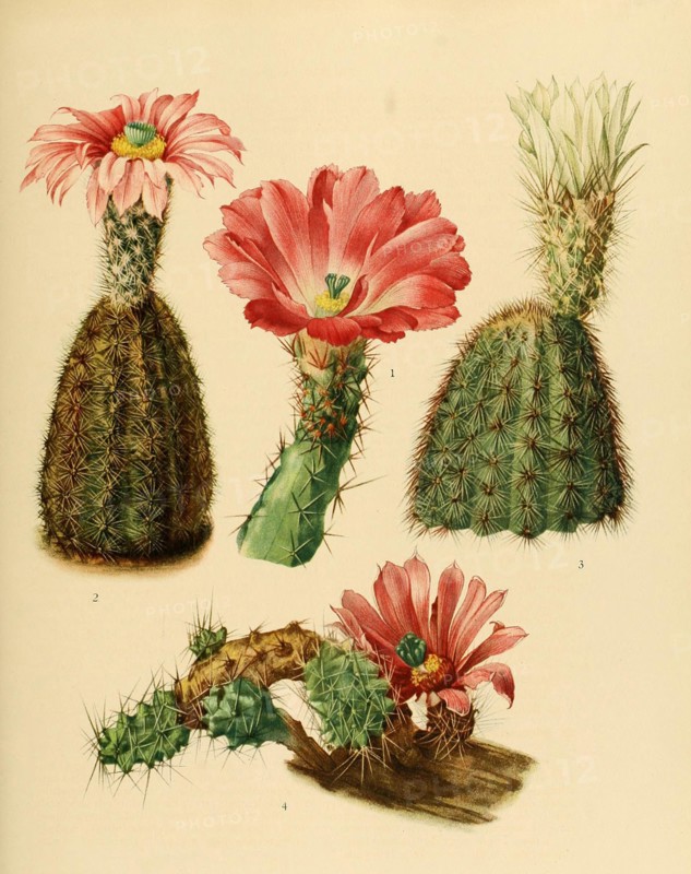 1. Echinocereus Pentalophus