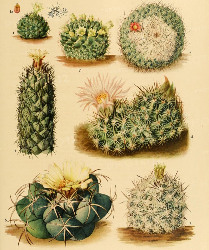1. Coryphantha Cubensis