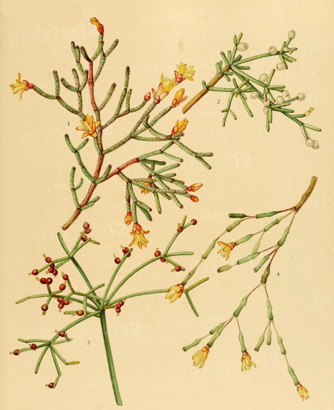 1.Hatiora Cylindrica