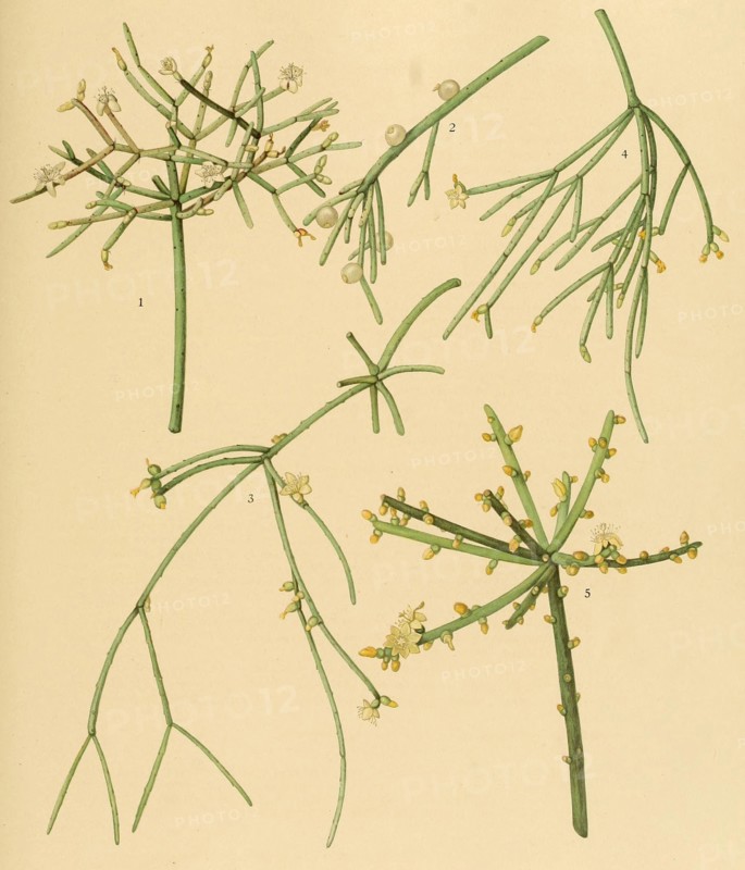 1. Rhipsalis Cribrata