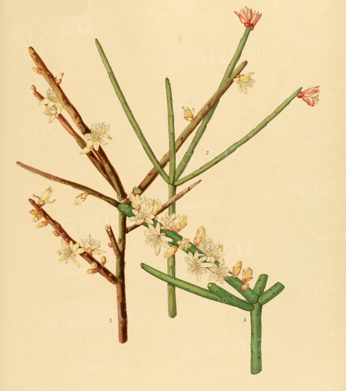 1. Rhipsalis Grandiflora