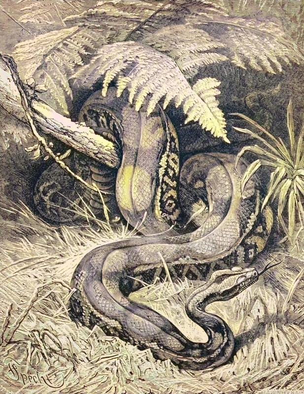 The Boa Constrictor