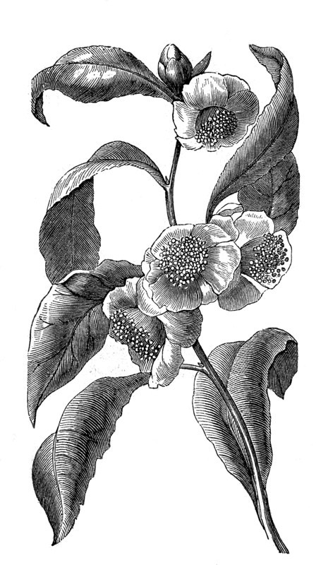 Branch And Blossoms Of Tea