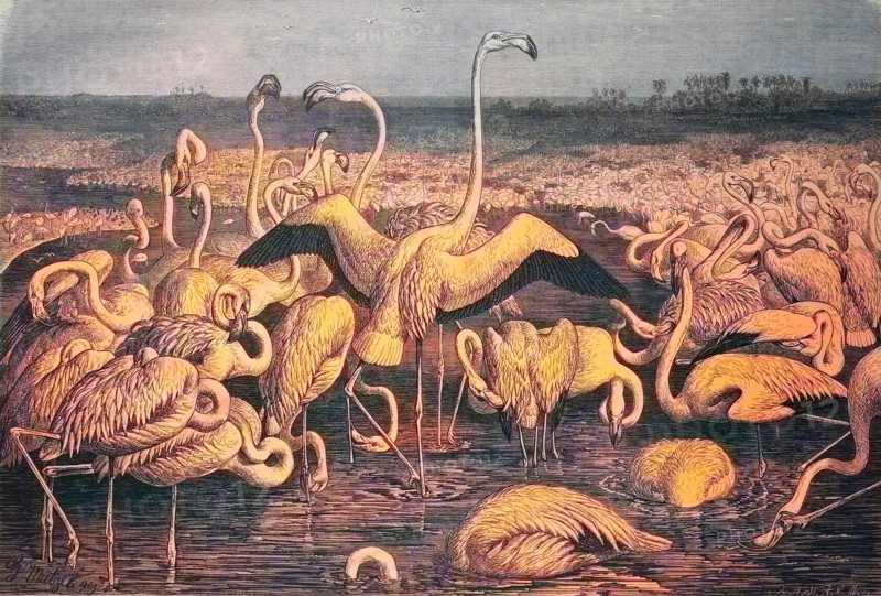 Flamingos Or Flamingoes