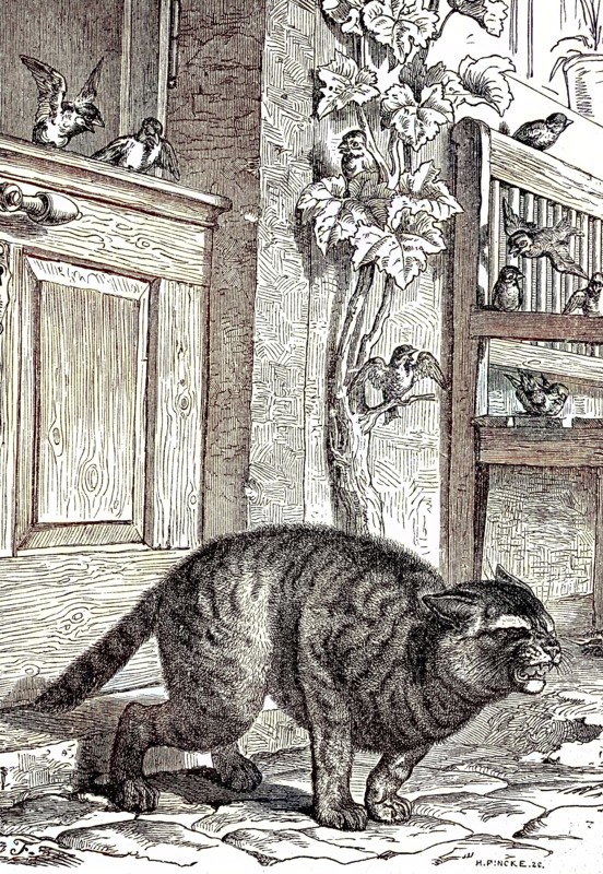 Cat Has Pinched The Tail In The Door