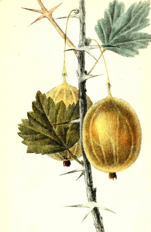 Ribes Uva-Crispa L. Longi Petata