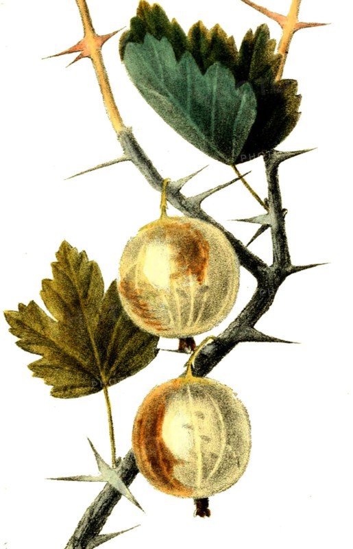 Ribes Uva Crispa L.