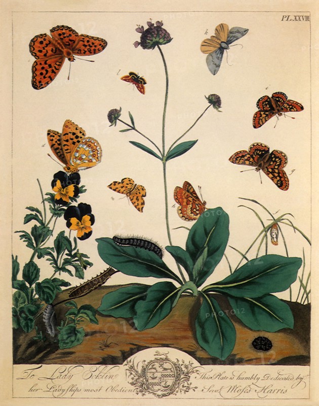 Butterflies and Moths