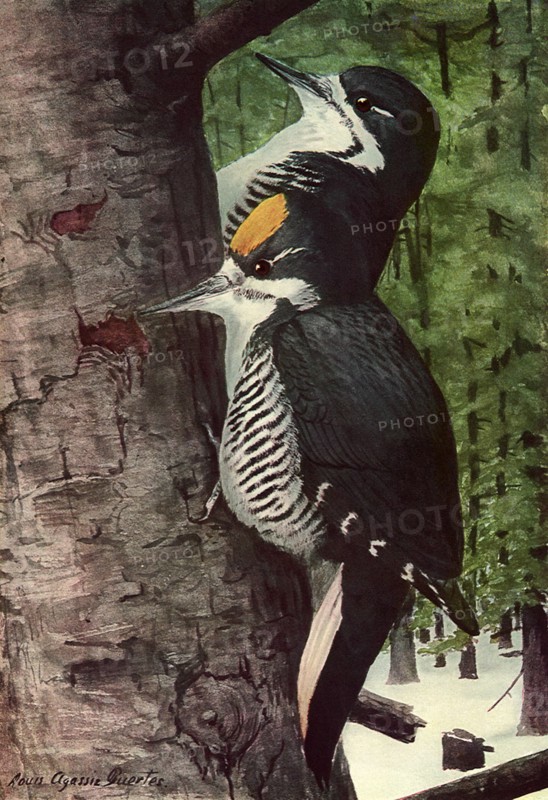 Arctic Woodpeckers