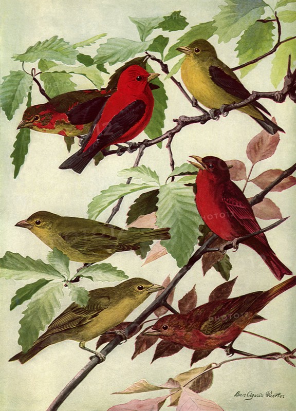 Tanagers
