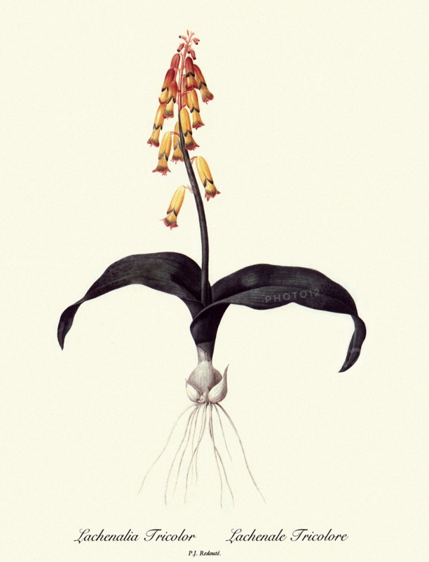 Lachenalia Tricolor, Lachenale Tricolore