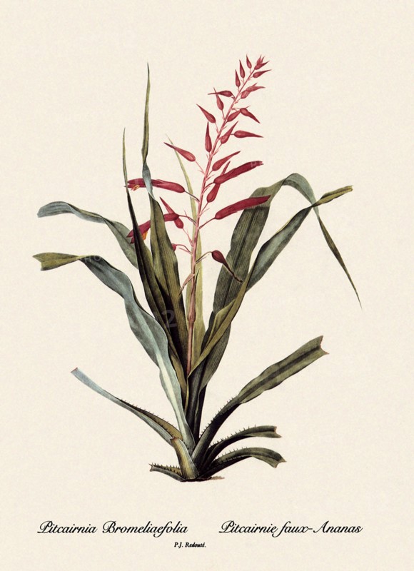Pitcairnia Bromeliaefolia, Pitcairnie faux-Ananas