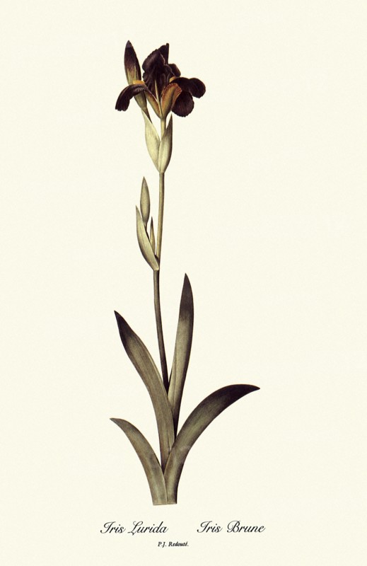 Iris Lurida, Iris Brune