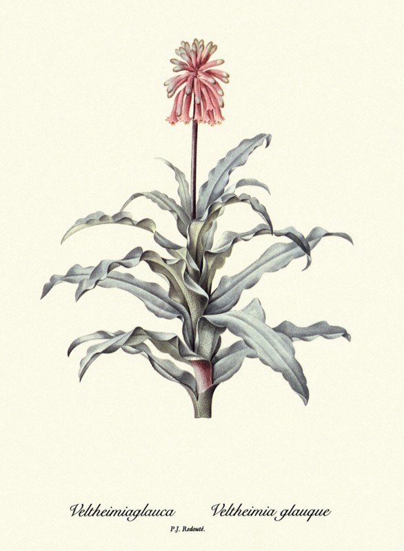 Veltheimiaglauca, Veltheimia glauque